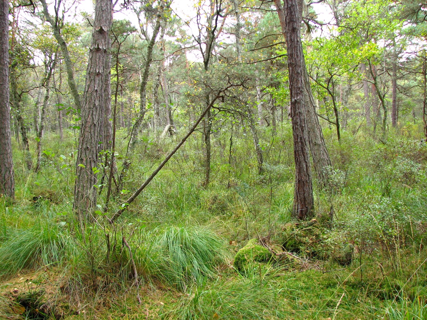 bog woodland